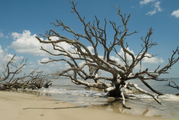 Blackbeard Island Boneyard || Georgia
