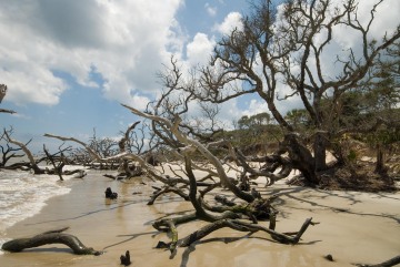 Blackbeard Island Boneyard || Georgia