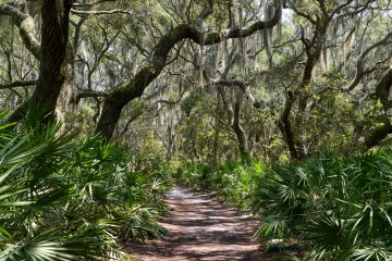 Cumberland Island || GA