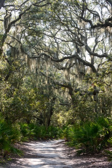 Cumberland Island || GA