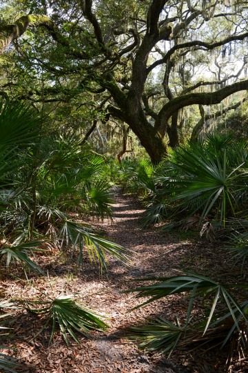 Cumberland Island || GA