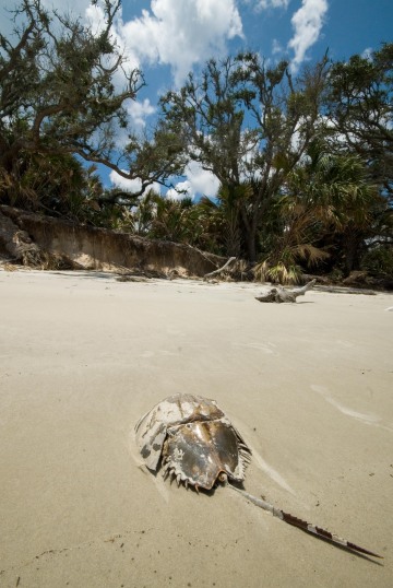 Horseshoe Crab on Blackbeard Island || Georgia