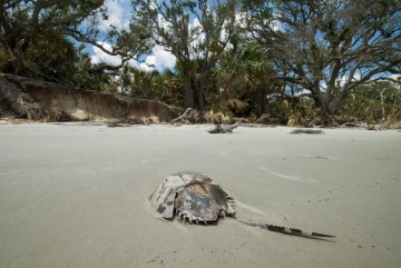 Horseshoe Crab on Blackbeard Island || Georgia