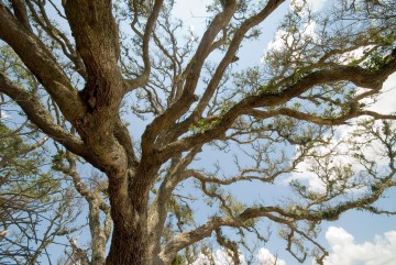 Live Oak on Blackbeard Island || Georgia