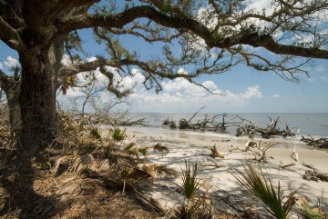 Live Oak on Blackbeard Island || Georgia