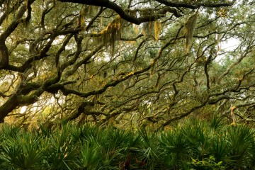 Palms and Live Oaks || Cumberland Island, GA