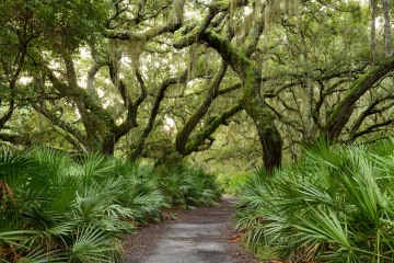 Palms and Live Oaks || Cumberland Island, GA