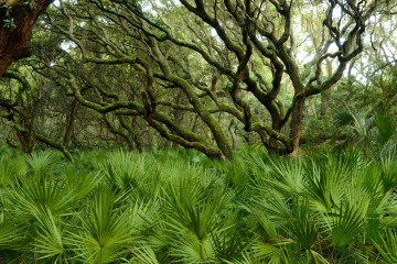 Palms and Live Oaks || Cumberland Island, GA