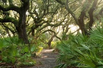 Palms and Live Oaks || Cumberland Island, GA