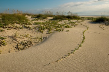 Railroad Vine on Cumberland Island || GA