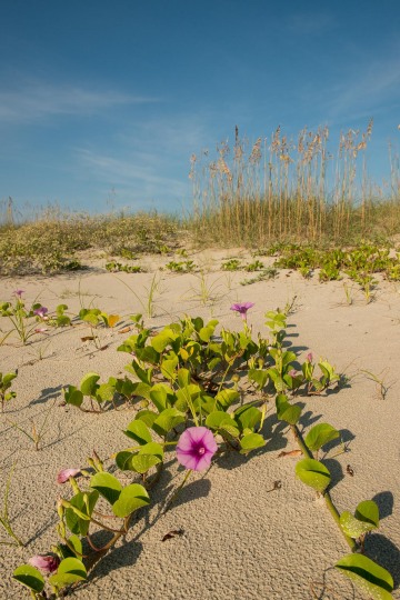 Railroad Vines on Cumberland Island || GA