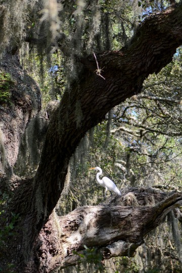 White Pelican on Cumberland Island || GA