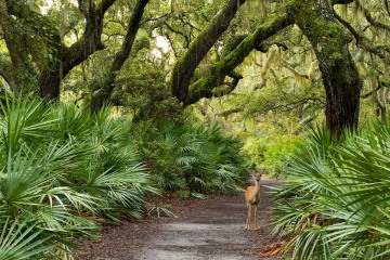 White-tailed Deer on Cumberland Island || GA