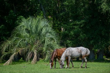 Wild Horses of Cumberland Island || GA