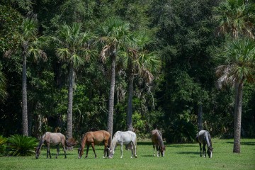 Wild Horses of Cumberland Island || GA