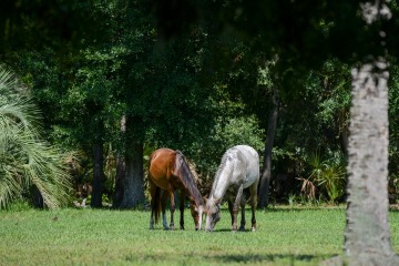 Wild Horses of Cumberland Island || GA