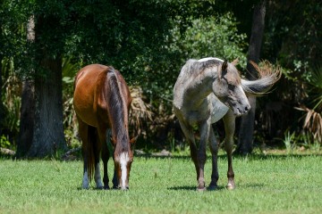 Wild Horses of Cumberland Island || GA