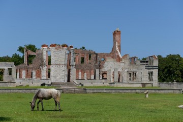 Wild Horses of Cumberland Island || GA