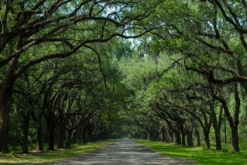 Wormsloe Plantation || Savannah