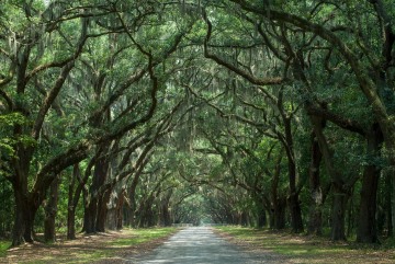 Wormsloe Plantation || Savannah