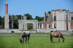 Wild Horses of Cumberland Island || GA