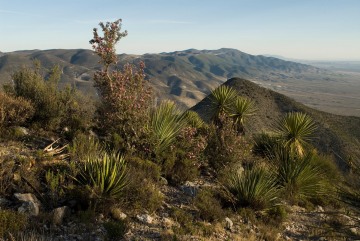 High Desert || Real de Catorce