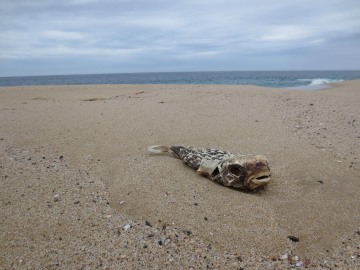 Todos Santos Beach || Baja California Sur