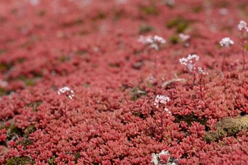 Carpet of Red Moss || Suomenlinna