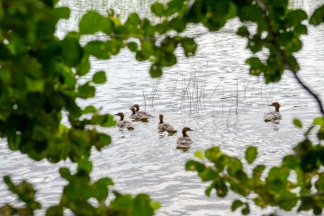 Ducklings || Finland