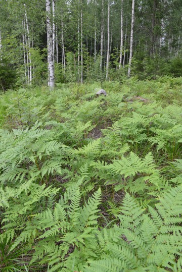 Finnish Taiga || Finland