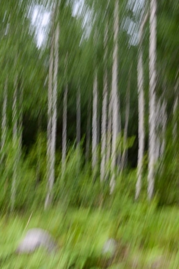 Finnish Taiga || Finland