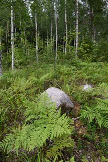 Finnish Taiga || Finland