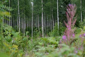 Finnish Taiga || Finland