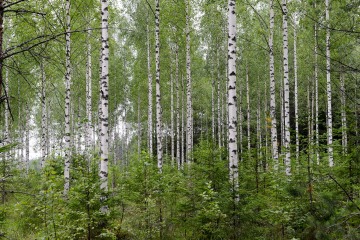 Finnish Taiga || Finland