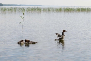 Mother Duck || Finland