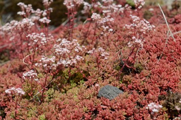Rocks and Red Moss || Suomenlinna