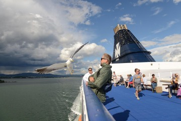 Seagull Stealing Food || Oslofjord