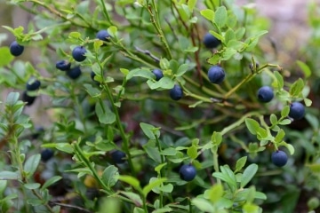Wild Blueberries || Finland