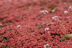 Carpet of Red Moss || Suomenlinna