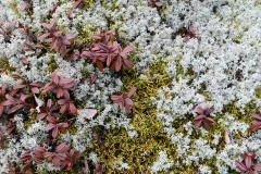 Moss and Lichen || Finland