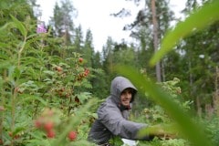 Picking Raspberries || Finland