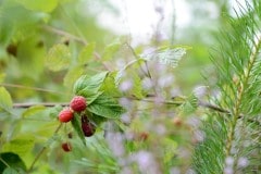 Raspberries in the Wild || Finland
