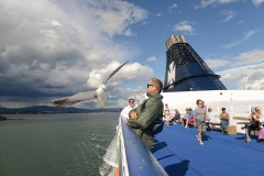 Seagull Stealing Food || Oslofjord