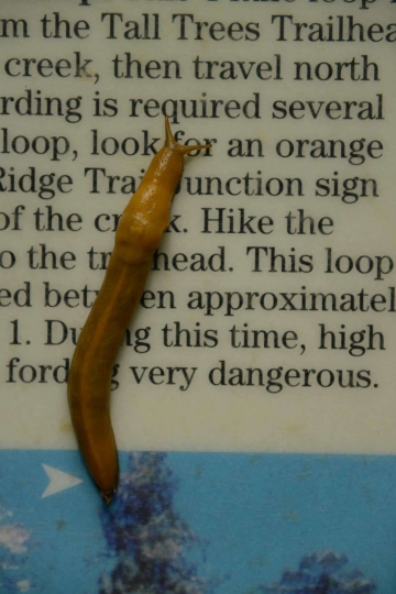 Banana Slug at Emerald Ridge Trail || Redwood National and State Parks, CA