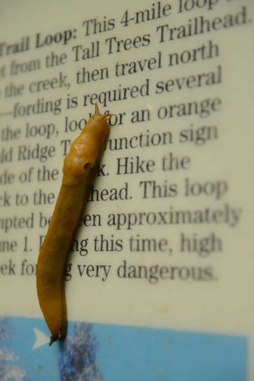 Banana Slug at Emerald Ridge Trail || Redwood National and State Parks, CA
