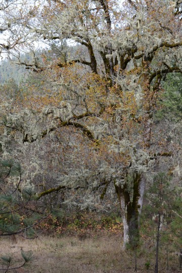 Eight Dollar Mountain Botanical Area || Rogue River-Siskiyou National Forest, Oregon