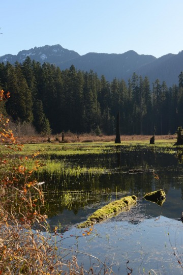 Elk Lake in the Hoh Rain Forest || Olympic National Park, Washington