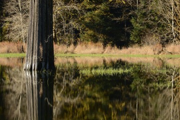 Elk Lake in the Hoh Rain Forest || Olympic National Park, Washington