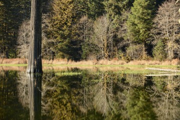 Elk Lake in the Hoh Rain Forest || Olympic National Park, Washington