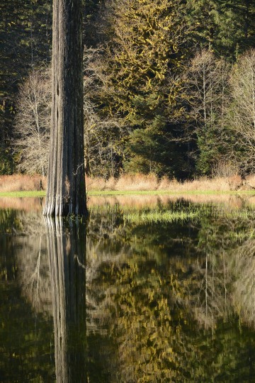 Elk Lake in the Hoh Rain Forest || Olympic National Park, Washington